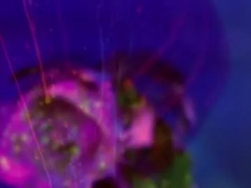 Group heybanan on Chaturbate