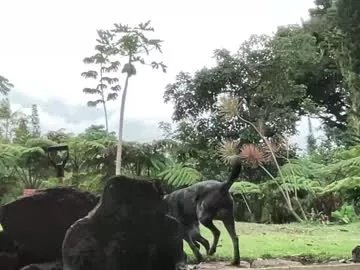 Freechat kaileeshy on Chaturbate