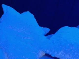 danile_hensen on Flirt4Free